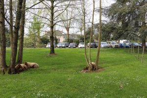 moutons dans le parc de l'ESA éco-pâturage