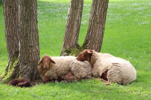 Repose des moutons solognots dans le parc de l'ESA - éco-pâturage